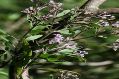 Hedyotis purpurascens